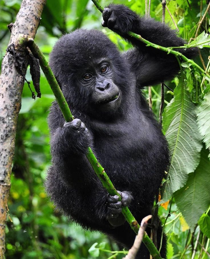 Baby Gorilla